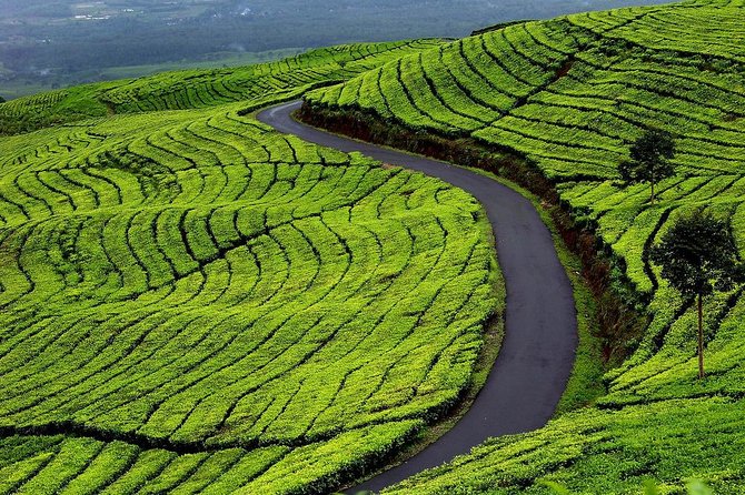 Active Volcano, Rice Field, Hot Spring, Fruit market, Tea Plantation with Lunch - A short look at village rice farming