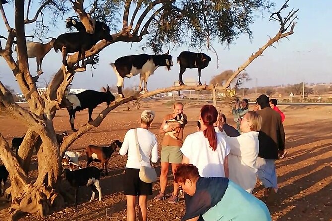 Agadir Tree‑Climbing Goats & Souk El Had Market Tour - Key points to know before you book