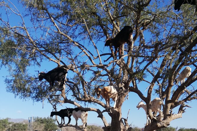 Agadir Tree‑Climbing Goats & Souk El Had Market Tour - Is $26 a good value for four hours?