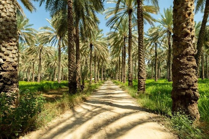 Amouage & Nizwa Full-Day Tour: Fort, Souq & Barakat Al Mouz - Who should choose this tour?