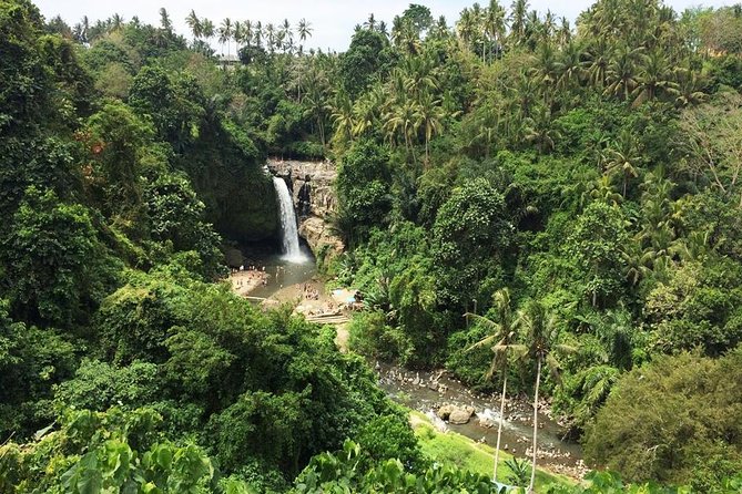 Bali Night Market Experience and Ubud Highlights tour - The private guide matters more than the vehicle