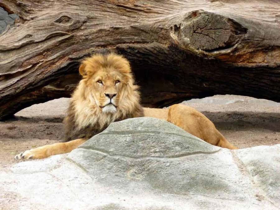 Bali: Safari Zoo and Ubud Palace and Market Day Tour - Three hours among Bali’s largest animals