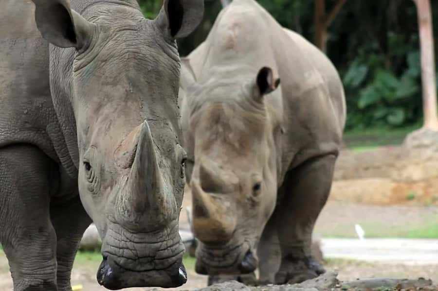 Bali: Safari Zoo and Ubud Palace and Market Day Tour - A private car makes a spread-out day easier