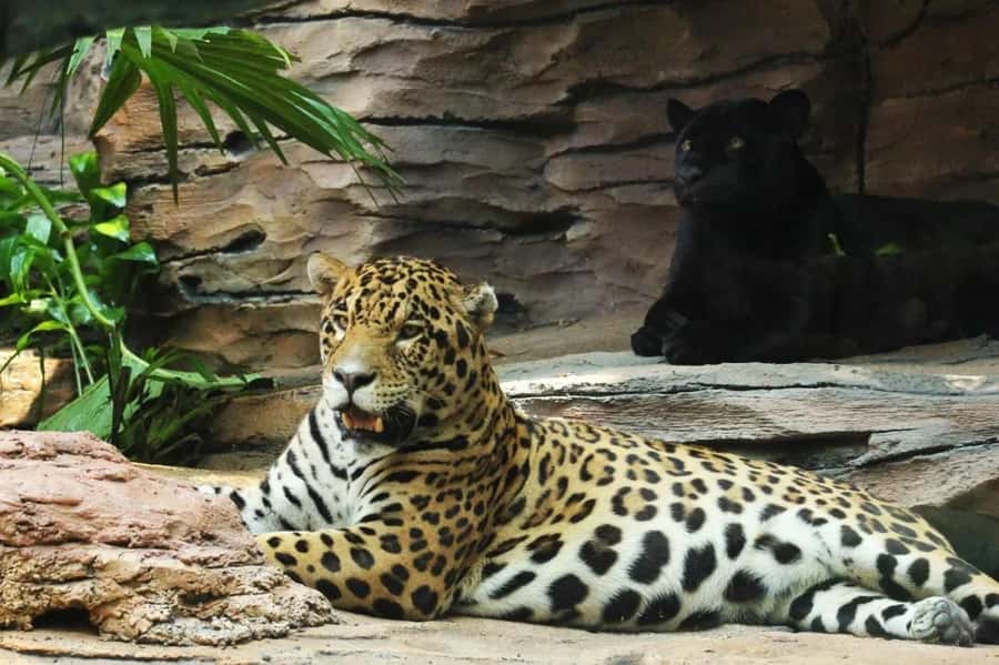 Bali: Safari Zoo and Ubud Palace and Market Day Tour - Who will get the most from this tour