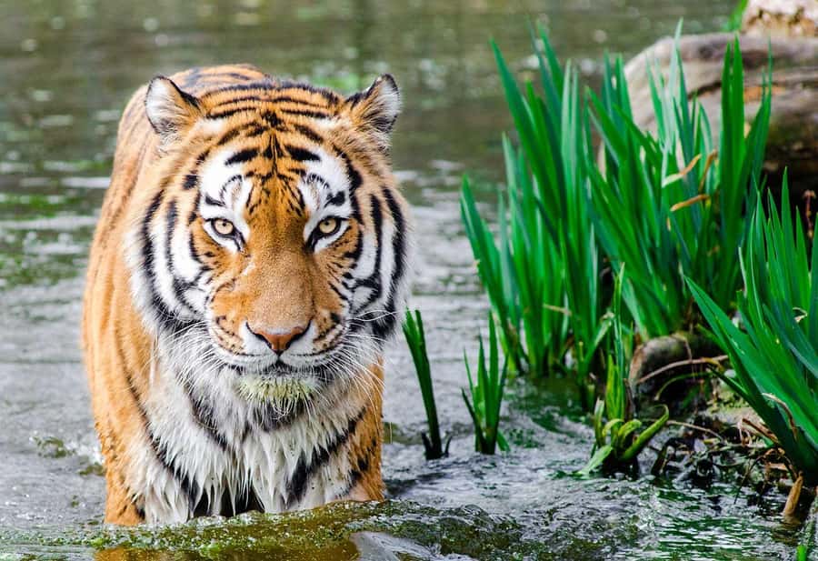Bali: Safari Zoo and Ubud Palace and Market Day Tour - Ubud Palace offers a short look at royal Bali