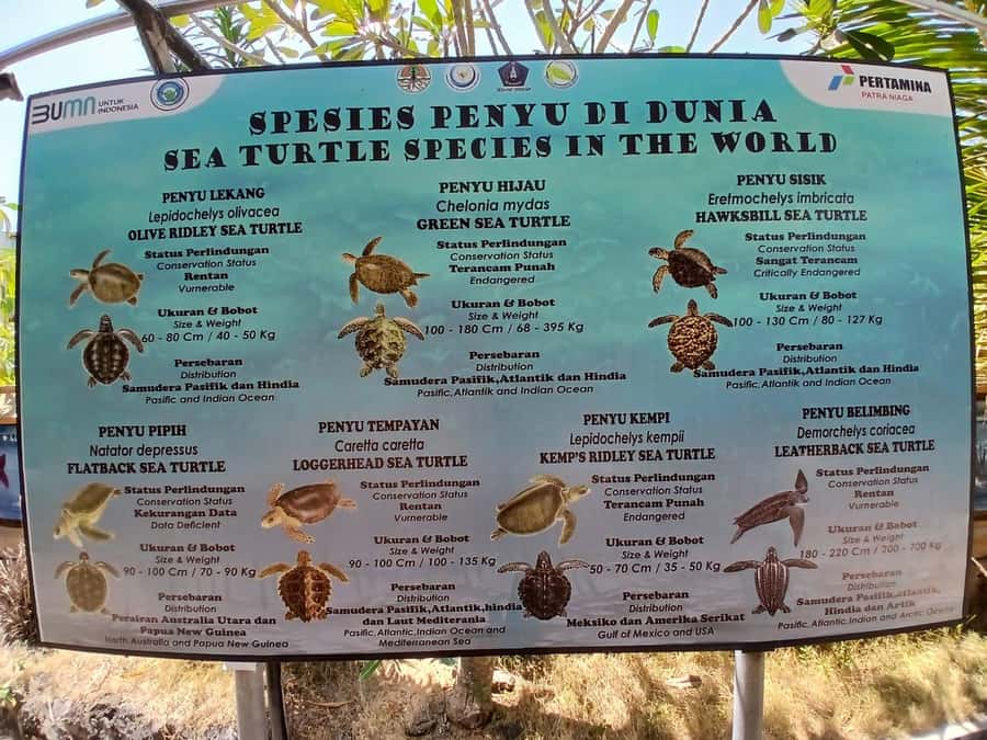 Bali: Turtle Conservation and Education Tour & Local Market - Key points to know before booking