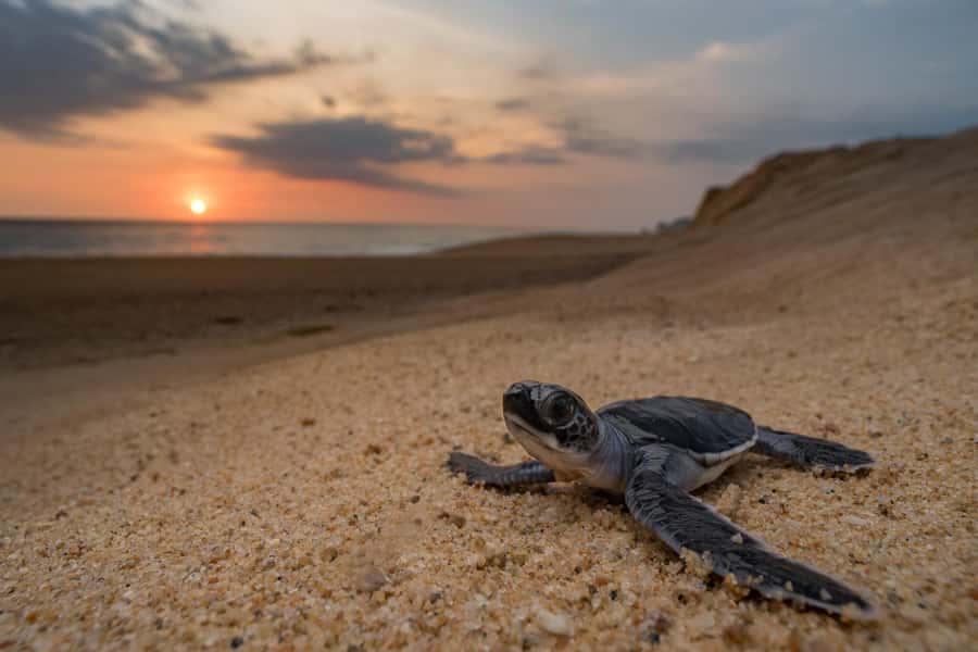 Bali: Turtle Conservation and Education Tour & Local Market - Why the turtle centre is the heart of the day