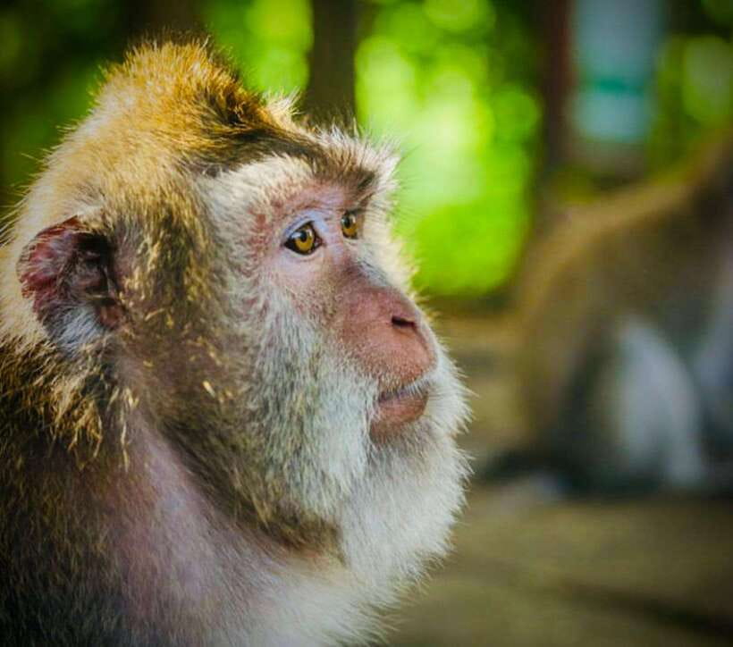 Bali: Ubud Monkey Forest, Coffee Plantation, and Market Tour - Key points to know before booking