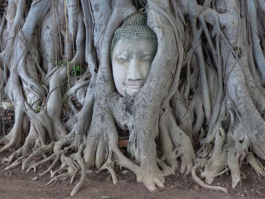 Bangkok: Ayutthaya & Local Market Tour In Spanish or English - Wat Mahathat and the Buddha in the tree roots