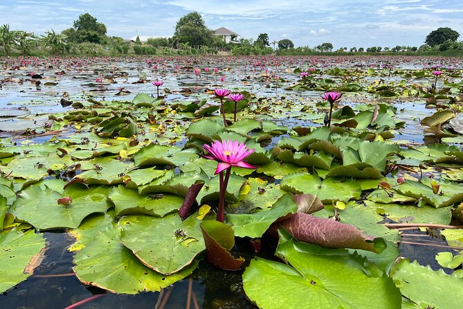 Bangkok: Red Lotus Pond & Thonburi Market - Timing, comfort, and who will enjoy this day