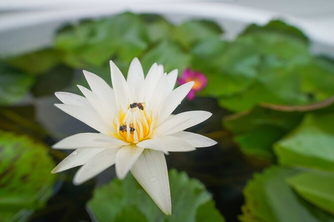 Bangkok Wat Pho and Flower Market Historical Walking Tour - What $88.68 buys you