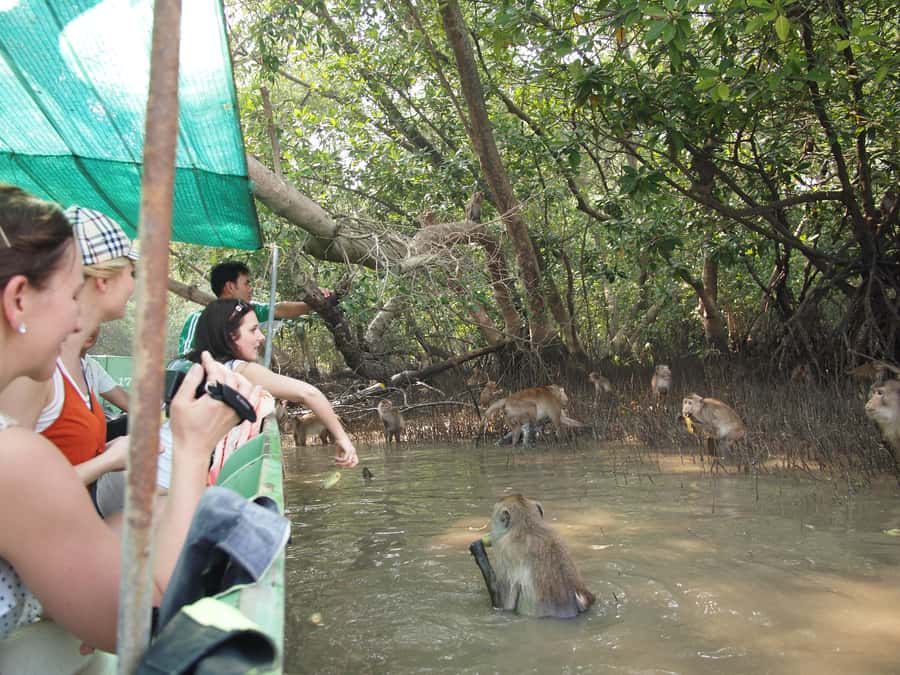 BKK :Meet monkey, mangrove forest, seafood& market -private - Damnoen Saduak by boat and on foot