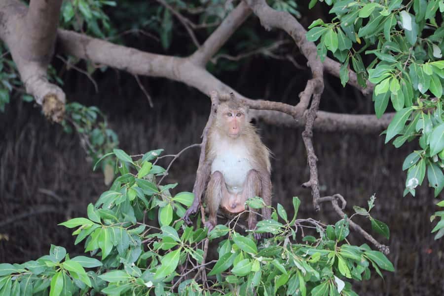 BKK :Meet monkey, mangrove forest, seafood& market -private - Seafood lunch beside the water