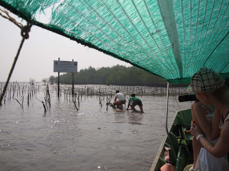 BKK :Meet monkey, mangrove forest, seafood& market -private - Who will enjoy this day most