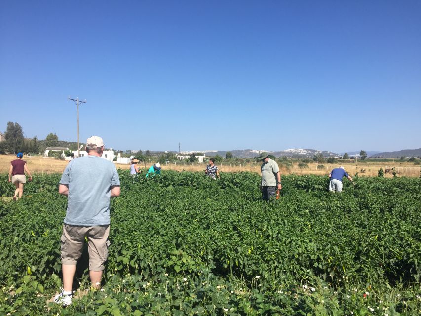 Bodrum: Market Visit and Cooking Class - Taking part in the cooking class