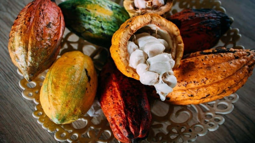 Can Tho: Floating Market explore local life, Mekong farm - Mười Cương cacao farm and a glass of cacao milk