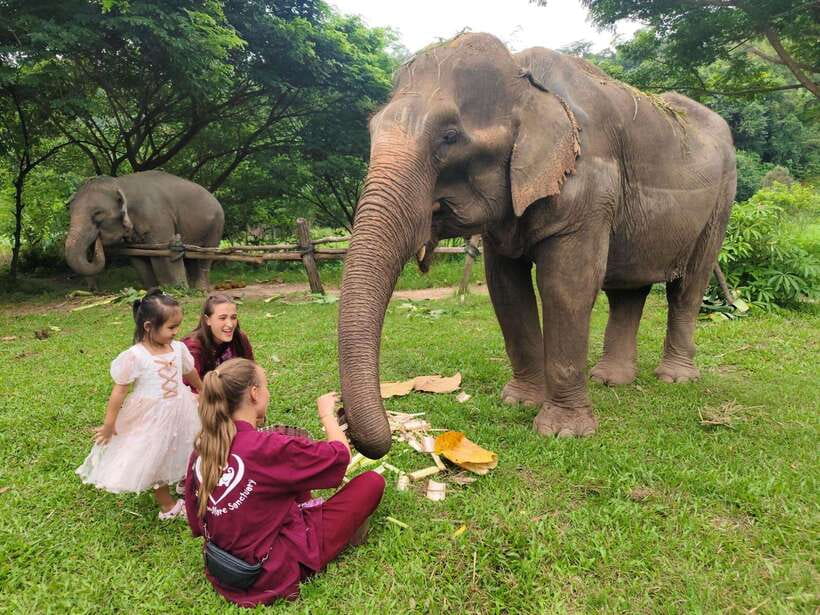 Chiang Mai: Elephants, Sticky Waterfalls, Market and Temple - The day in six useful points