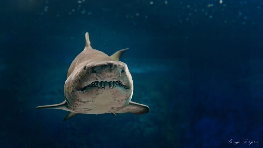 Crete: Heraklion Center, Local Market and Creta Aquarium - What the $23 price really covers