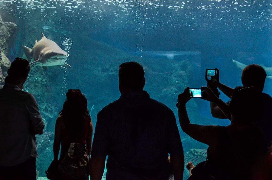 Crete: Heraklion Center, Local Market and Creta Aquarium - Who should book this excursion
