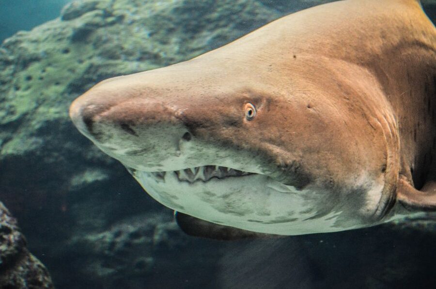Crete: Heraklion Center, Local Market and Creta Aquarium - Cretaquarium: marine life in an hour and twenty minutes