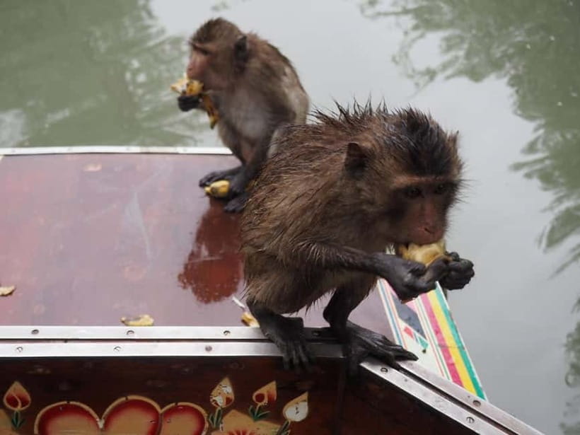 Damnoen & Maeklong: Thailand’s Iconic Market Experience - Damnoen Saduak from the canal side