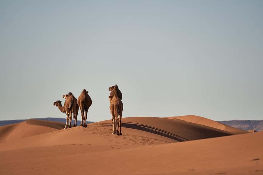 Doha: Combo City Tour, Souq Waqif & 4WD Desert Safari - A useful Doha and desert combination for one day