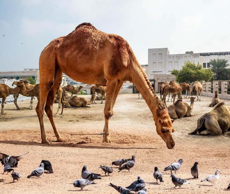 Doha: Souq Waqif Tour & Curated Walk with Guide - Who will get the most from this tour?
