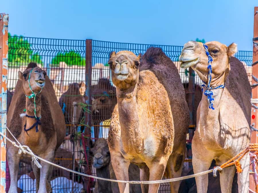 Dubai: Al Ain Oasis, Camel Market, Old Museum & Jebel Hafeet - The Camel Market and the value of an unscripted stop