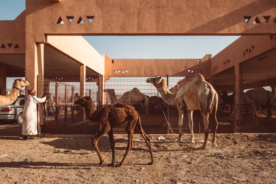 Dubai: Al Ain Oasis, Camel Market, Old Museum & Jebel Hafeet - Al Ain Oasis, a green pause in the desert