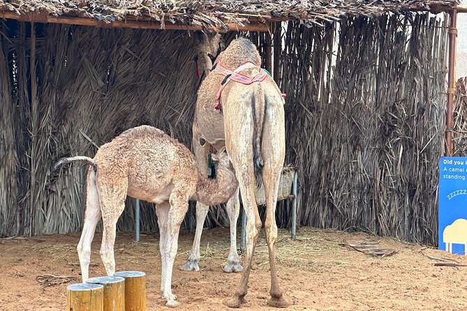 Dubai Old Town Walking Tour with Abra ride, Spice and Gold Souk - Why Old Dubai deserves your time
