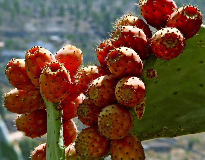 Gran Canaria: 6-Hour Teror and San Mateo Markets Tour - Key points to know before booking