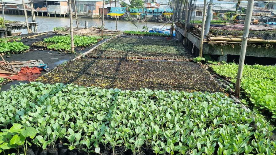 Group Tour: Floating Market, Rice Noodle, nursery vegatable - Watching Can Tho Wake Up at 6 AM