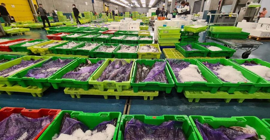 Guided visit to the Pasaia fish market - The fishing gear and the Fishermen’s Guilds