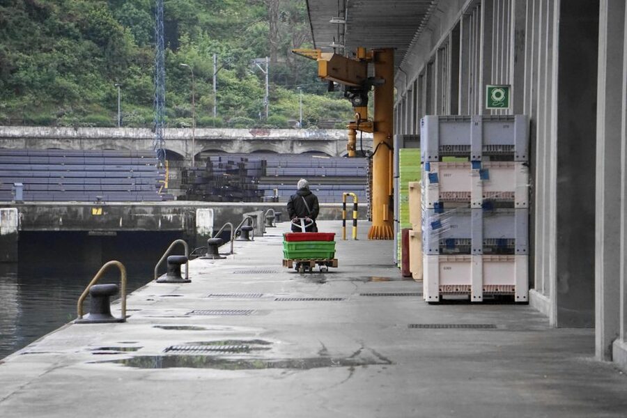 Guided visit to the Pasaia fish market - Understanding the early fish auction
