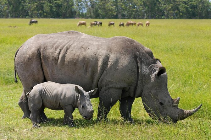 Half-Day Nairobi National Park and Maasai Market with Pick up - Key points to know before booking