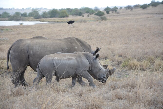 Half-Day Nairobi National Park and Maasai Market with Pick up - A real safari without leaving Nairobi