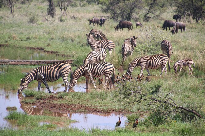Half-Day Nairobi National Park and Maasai Market with Pick up - The three-hour game drive in Nairobi National Park