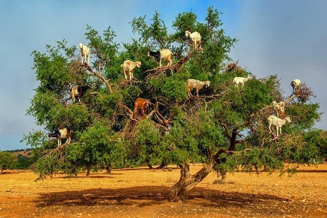 Half day tour : Agadir Goats in argan trees & Souk El Had Market - Transport is the strongest practical feature