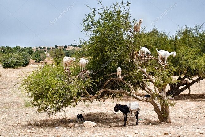 Half day tour : Agadir Goats in argan trees & Souk El Had Market - Booking, cancellation, and practical details