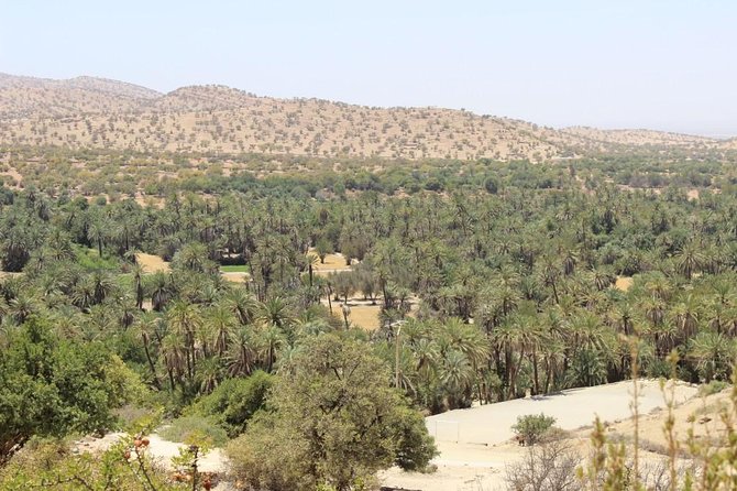 Half day tour : Agadir Goats in argan trees & Souk El Had Market - Should you book the Agadir goat and souk tour?
