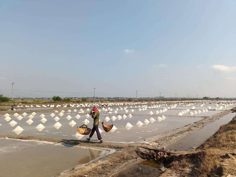 Kampot Countryside include Pepper farm,Kep crab market beach - The pepper plantation and tasting