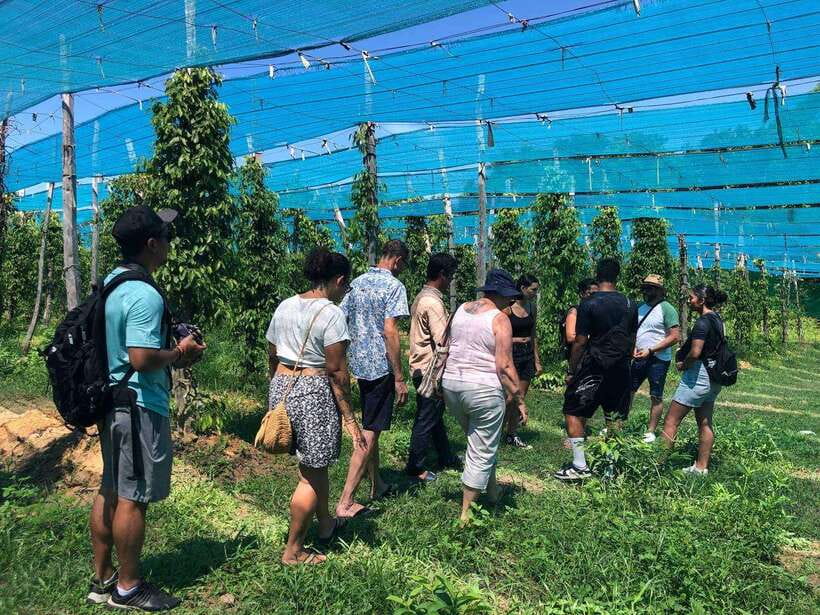 Kampot Pepper Farm, Salt Fields, Crab Market from Phnom Penh - Key details at a glance