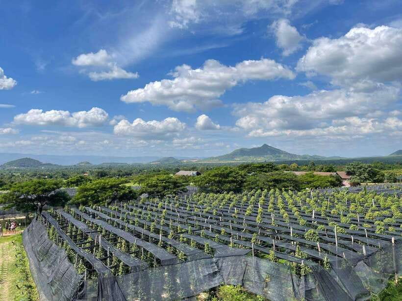 Kampot Pepper Farm, Salt Fields, Crab Market from Phnom Penh - What the $87 price buys you
