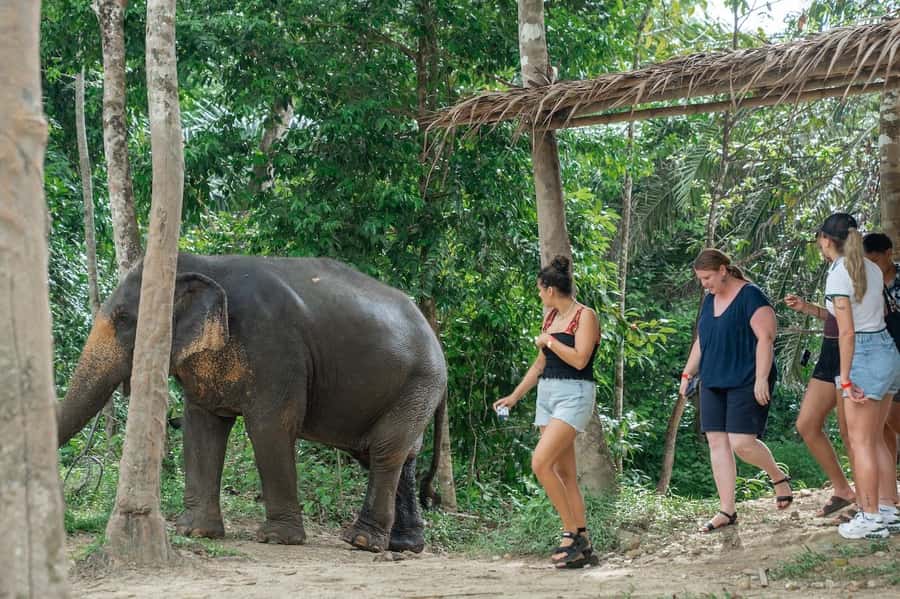 Khaolak Guide Tour to Sunday Market and Rescured Elephant - Takua Pa Old Town and its Sino-Portuguese details