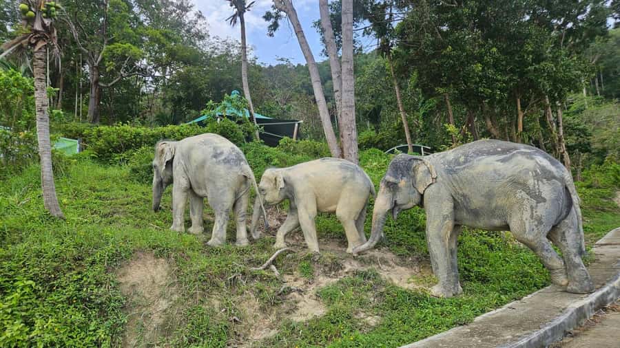 Khaolak Guide Tour to Sunday Market and Rescured Elephant - A quiet pause at the Nam Khem tsunami memorial