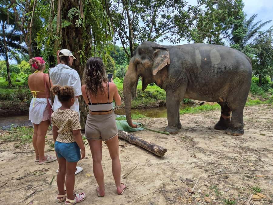 Khaolak Guide Tour to Sunday Market and Rescured Elephant - What the small group changes