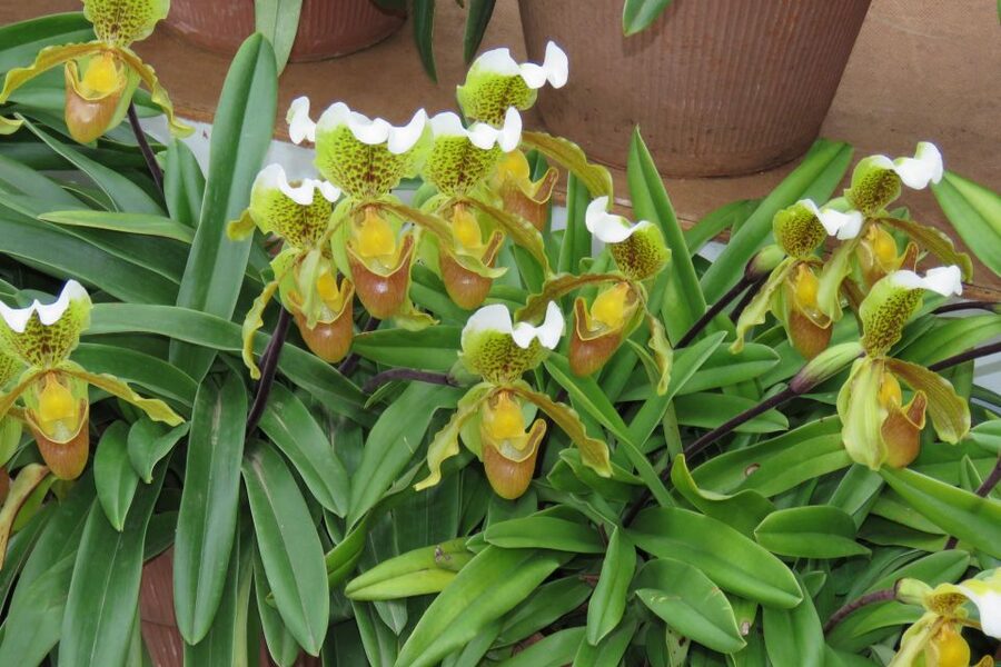 Madeira : Santo de Serra Local Farmers' Market half day trip - Who will enjoy this half-day outing?