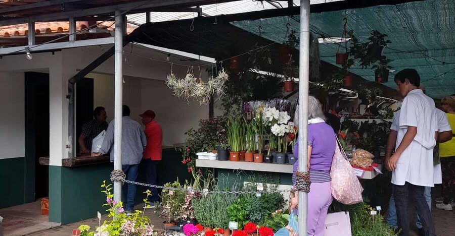 Madeira: Sunday Market in Santo da Serra - Key points to know before booking