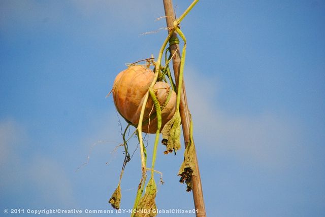 Mekong tour: Cai Be - Can Tho Floating Market 2 days - A local lunch, then the road to Can Tho