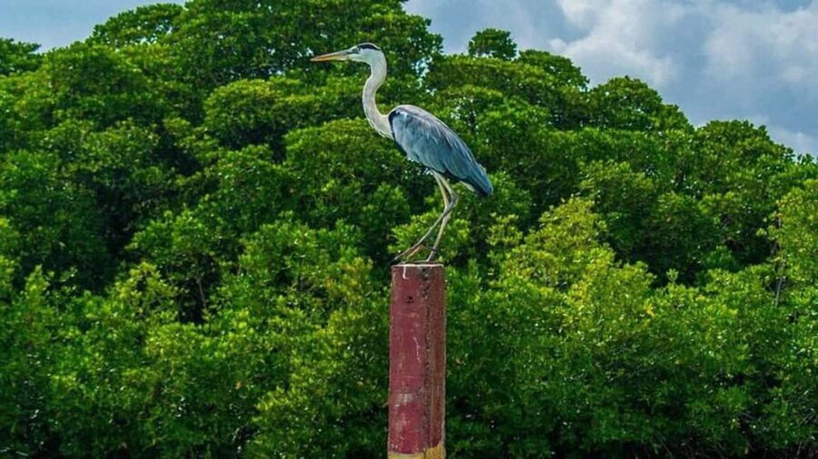 Negombo Private Tour: Market, Temples & Canal - The fish market and dry fish processing area